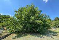 Entzückender Bungalow mit Riesengarten
