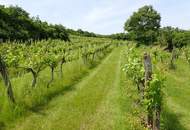 SELTENE GELEGENHEIT: WEINGÄRTEN IN ENGELMANNSBRUNN, FELS AM WAGRAM, RUPPERSTHAL UND THÜRNTHAL - WEINGARTEN, LANDWIRTSCHAFTLICHE FLÄCHE