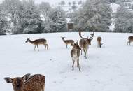 Ihr Stückchen heile Welt – charmantes Blockhaus mit viel Platz im Grünen