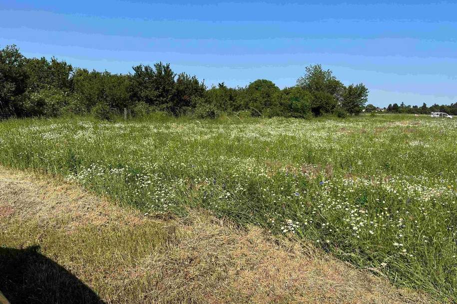 NEUER PREIS - auch für ANLEGER ideal!, Grund und Boden-kauf, 2230 Gänserndorf