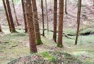 Wald im Gurktal (Provisionsfrei)