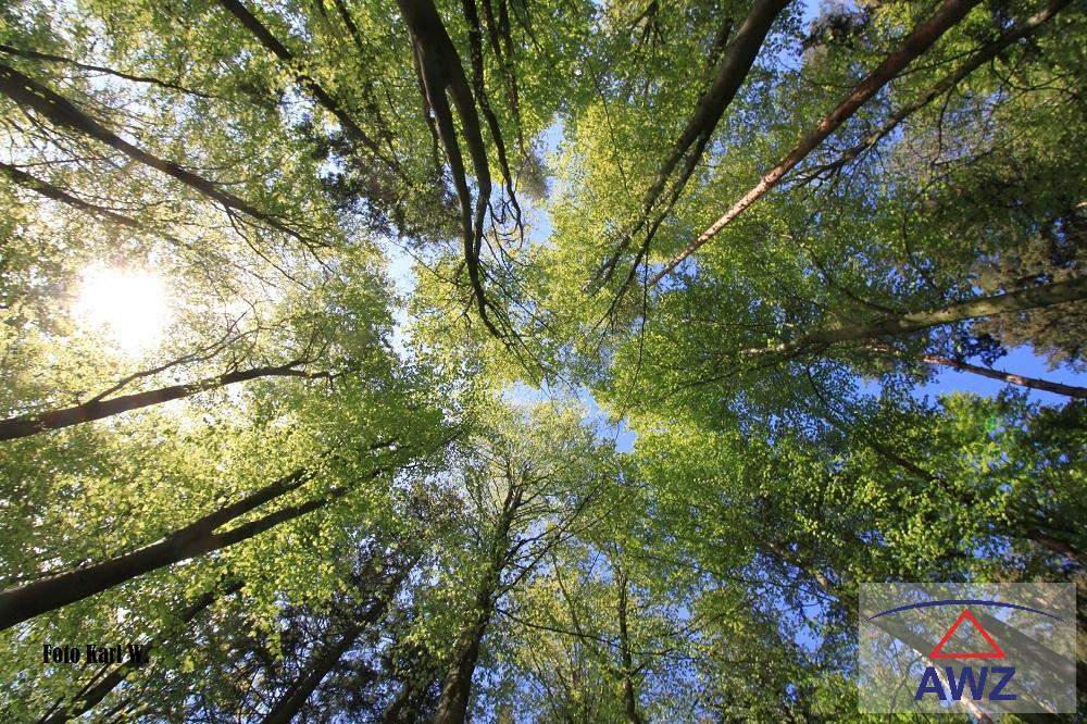 Schöner Wald im Kobernaußerwald zu verkaufen!