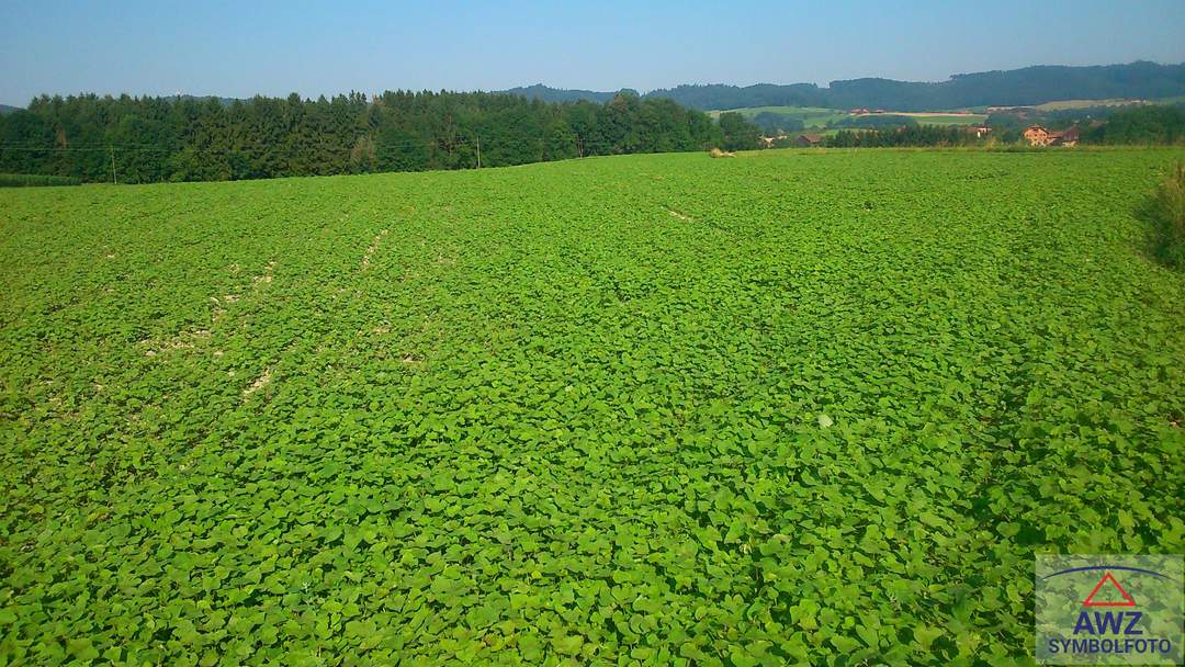 Mögliches Bauerwartungsland