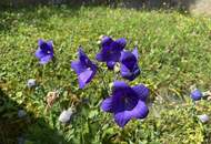 "Neuer Preis: Baugrund in 1140 Wien"