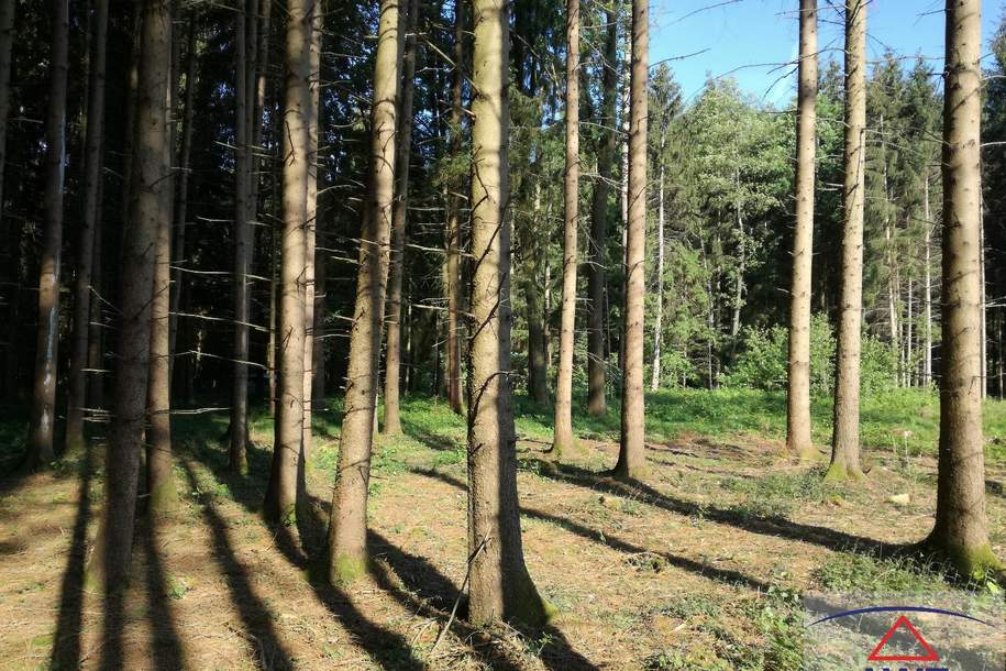 Schöner ca. 8,7 ha großer Mischwald!, Gewerbeobjekt-kauf, 3341 Amstetten