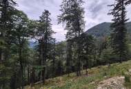 Mischwaldbestand am Kasberg mit strukturreichem Baumbestand