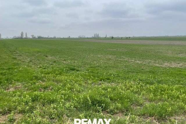 Landwirtschaftliches Grundstück, Gewerbeobjekt-kauf, 67.800,€, 7141 Neusiedl am See