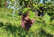 IN SLOWENIEN! Winzerhaus mit Weingarten und Blick bis zum Horizont!