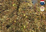 *Superprojekt: ''Über den Baumwipfeln" Top 44 Erstklassige 2-Zimmer Loggia - Wohnung + TRAUMHAFTE SÜDAUSRICHTUNG mit Blick auf die Kastanienbäume