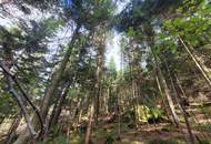 Wald zu verkaufen – 2 gepflegte Parzellen à ca. 4 ha (insgesamt ca. 8,3 ha) im südlichen Waldviertel