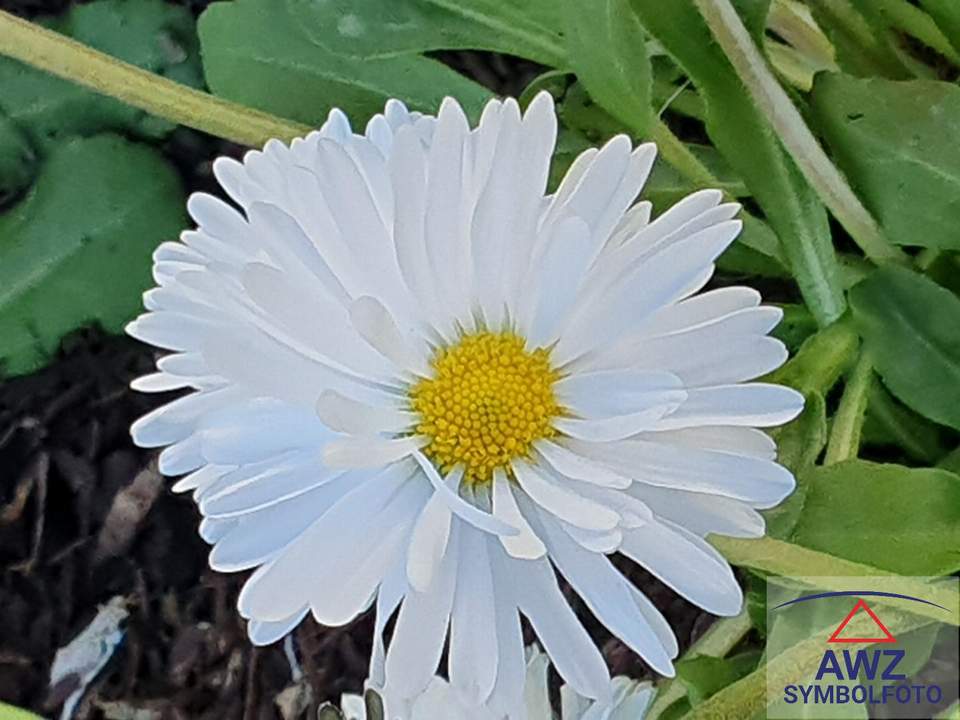 Sonniger Baugrund in zentraler Lage! Ein Ort zum Wohlfühlen!