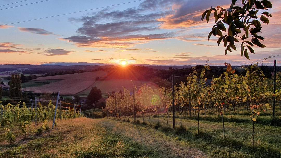 IN SLOWENIEN! Winzerhaus mit Weingarten und Blick bis zum Horizont!
