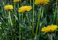 Sonnige 4 Zi Gartenwohnung in Ruhelage (S-Bahn Liesing Nähe) mit Garage