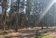 Wald