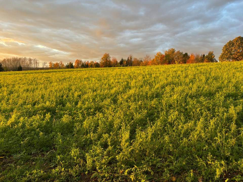 Charmantes Holzblockhaus (Wunsch-Haus) in wunderschöner Natur- und Aussichtslage in Bubing