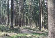 Wald
