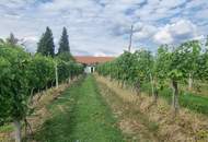 IN SLOWENIEN - Weingut in der berühmten Weinbauregion JERUZALEM