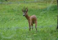 Sonniger Baugrund in Ruhelage