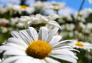 Atemberaubend schöne Landschaft - Südlage - ebener Baugrund 1569qm plus 548qm Grünland insgesamt 2.117qm - kein Bauzwang !!! Nähe Alland nur 20 Minuten nach Wien!!!