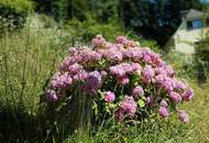 Einfamilienhaus mit viel Potenzial - Wohnen mit Weitblick