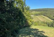 Verwilderter, mit alten Sorten bestückter Obstgarten im Moment als Wald gewidmet RODUNG bewilligt