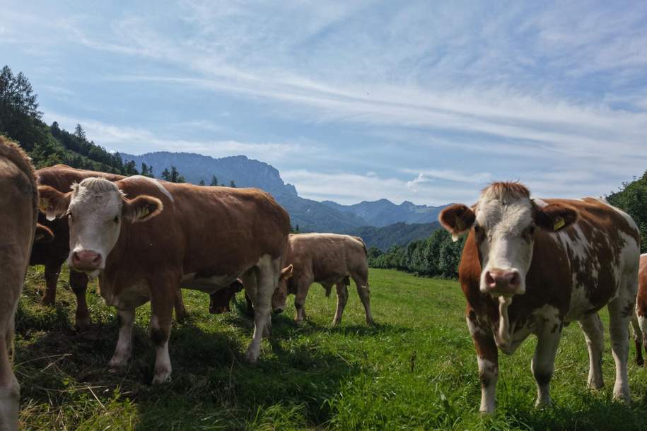 "Hof zur Steinwänd" Gasthof und Bauernhof mit Fremdenzimmern - Wald und Wiesen!, Gewerbeobjekt-kauf, 5.800.000,€, 4563 Kirchdorf an der Krems