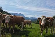 "Hof zur Steinwänd" Gasthof und Bauernhof mit Fremdenzimmern - Wald und Wiesen!