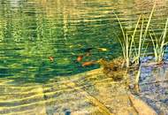 TOP PREIS!! TOP GARTENPARADIES mit HOLZ - HAUS - WAIDENDORF/DÜRNKRUT