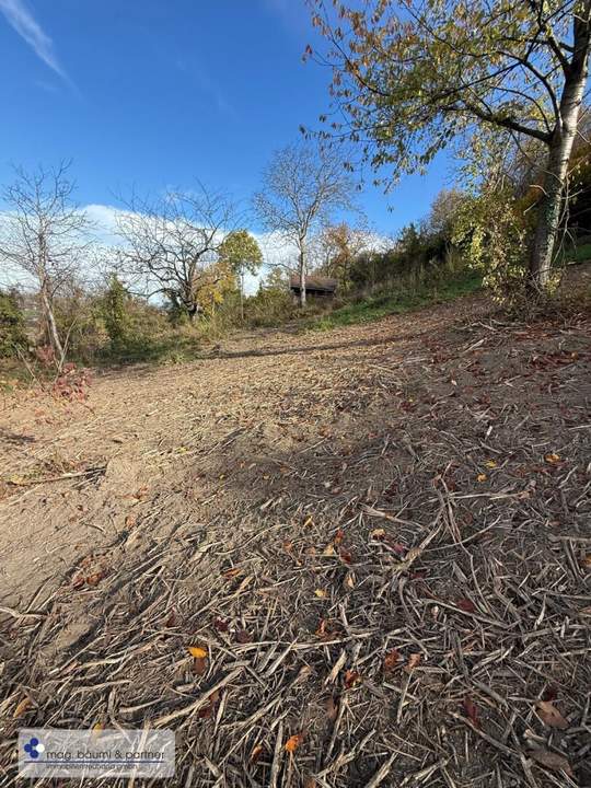 Bäume und Wiese mit Zufahrt und Parkmöglichkeit