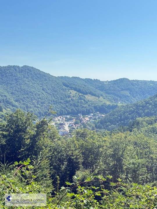 Mischwald mit Zufahrt und Aussicht