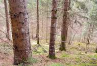 Wald im Gurktal (Provisionsfrei)