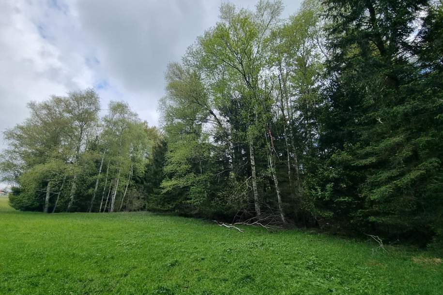 Grünland mit angrenzendem Waldstück in sonniger Lage – Obertrum am Haunsberg, Gewerbeobjekt-kauf, 395.000,€, 5162 Salzburg-Umgebung