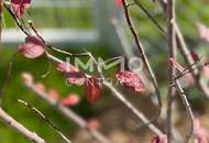 KREMSER WOHNDOMIZIL 2Zi- 52qm Gartenwohnung,Lift, Tiefgarage, in beliebter Grünruhelage