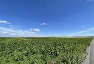 Rarität! Landwirtschaftliches Grundstück zwischen Moosbrunn und Gramatneusiedl– ca. 41.000 m² Ackerfläche zu verkaufen!