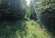 Wald in Steinhaus