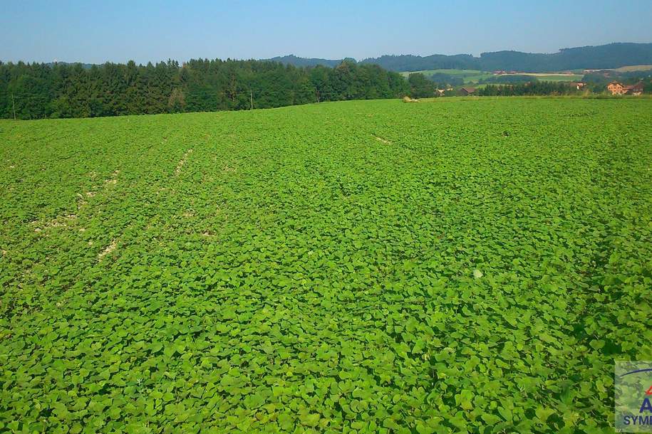 Ackerfläche in Ritzing zu verkaufen, Grund und Boden-kauf, 7323 Oberpullendorf