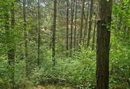 Ihre Liegenschaft mit soviel Wald! Errichten Sie hier Ihr Traumhaus!