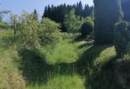 Wald in Steinhaus