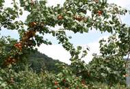 Wachauer Marille: ca. 8,1 ha Marillengärten in Toplage in der Wachau!