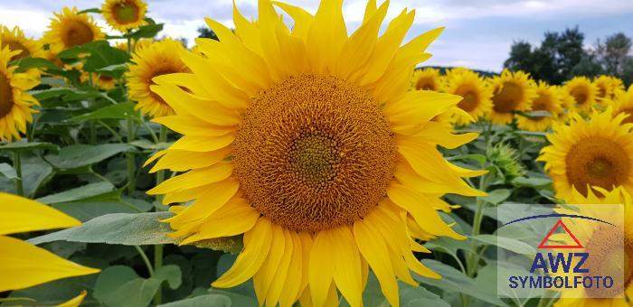 Ruhig gelegenes Haus zwischen Oberwart und Grosspetersdorf zu verkaufen!