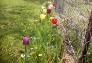 Einzigartiges, schönes und großzügiges Haus mit 62m² ehem. Schmiede, schönem ebenen Grund, in begehrter Lage