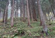 Zusammenhängende, ca. 2,35 ha große Waldfläche in Weitenbach bei Reichenfels im Lavanttal