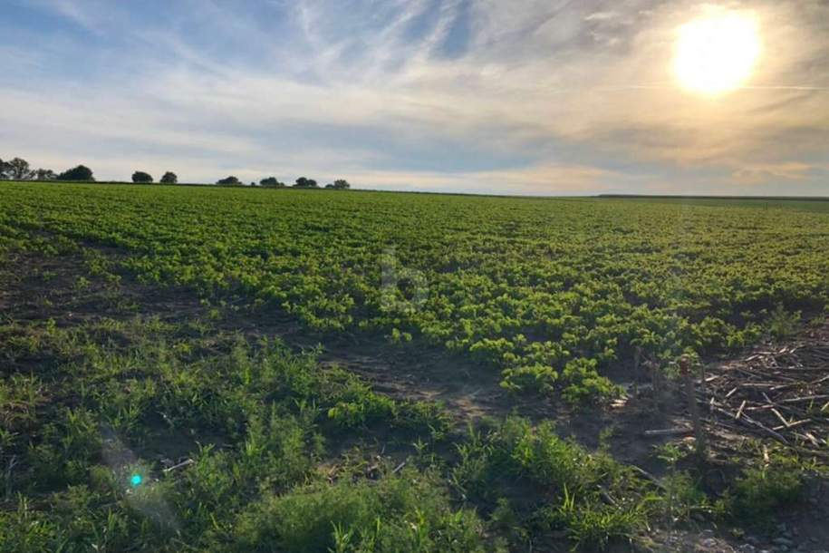 PREISHIT! SONNIGE BAUFLÄCHE, Grund und Boden-kauf, 110.000,€, 4720 Grieskirchen