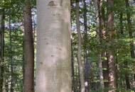 "Großartiger Familiensitz mit Wald!"