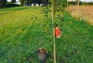 Großzügige Architektenvilla - Ruhe, Raum & Charakter nahe der ungarischen Grenze