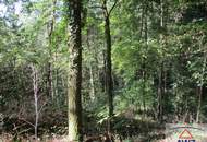 Leistbarer Wald in Feldkirchen/Donau zu verkaufen!