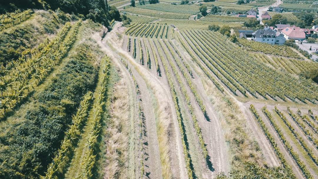 WEINGARTEN IN AUSSICHTSLAGE IM WEINBAUGEBIET WACHAU - WEINGARTEN, LANDWIRTSCHAFTLICHE FLÄCHEN - GRUNDSTÜCK IN DER WACHAU - KEIN BAUGRUNDSTÜCK!