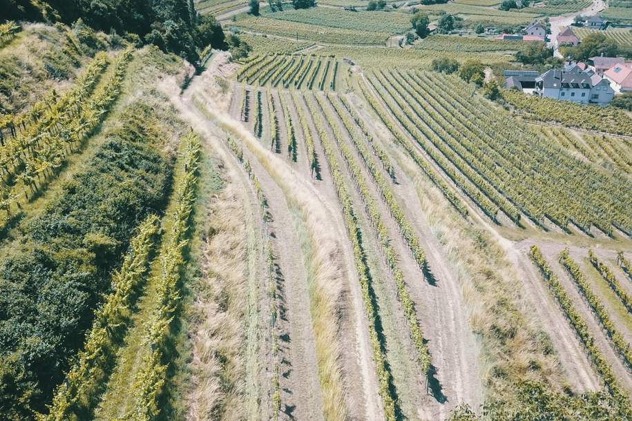 WEINGARTEN IN AUSSICHTSLAGE IM WEINBAUGEBIET WACHAU - WEINGARTEN, LANDWIRTSCHAFTLICHE FLÄCHEN - GRUNDSTÜCK IN DER WACHAU - KEIN BAUGRUNDSTÜCK!, Grund und Boden-kauf, 107.880,€, 3621 Krems(Land)