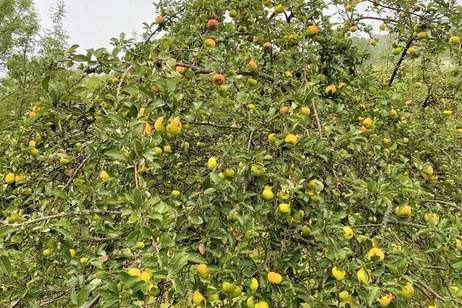 Wiese und riesiger alter Obstgarten mit jeder Menge Apfelbäumen, Nussbäumen , Wald und Bach, Gewerbeobjekt-kauf, 89.000,€, 3433 Tulln