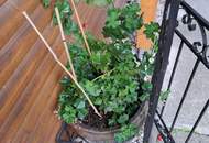 den Frühling erleben im Preiswerten Kleingarten Haus mit Garten / Pool / Grillplatz